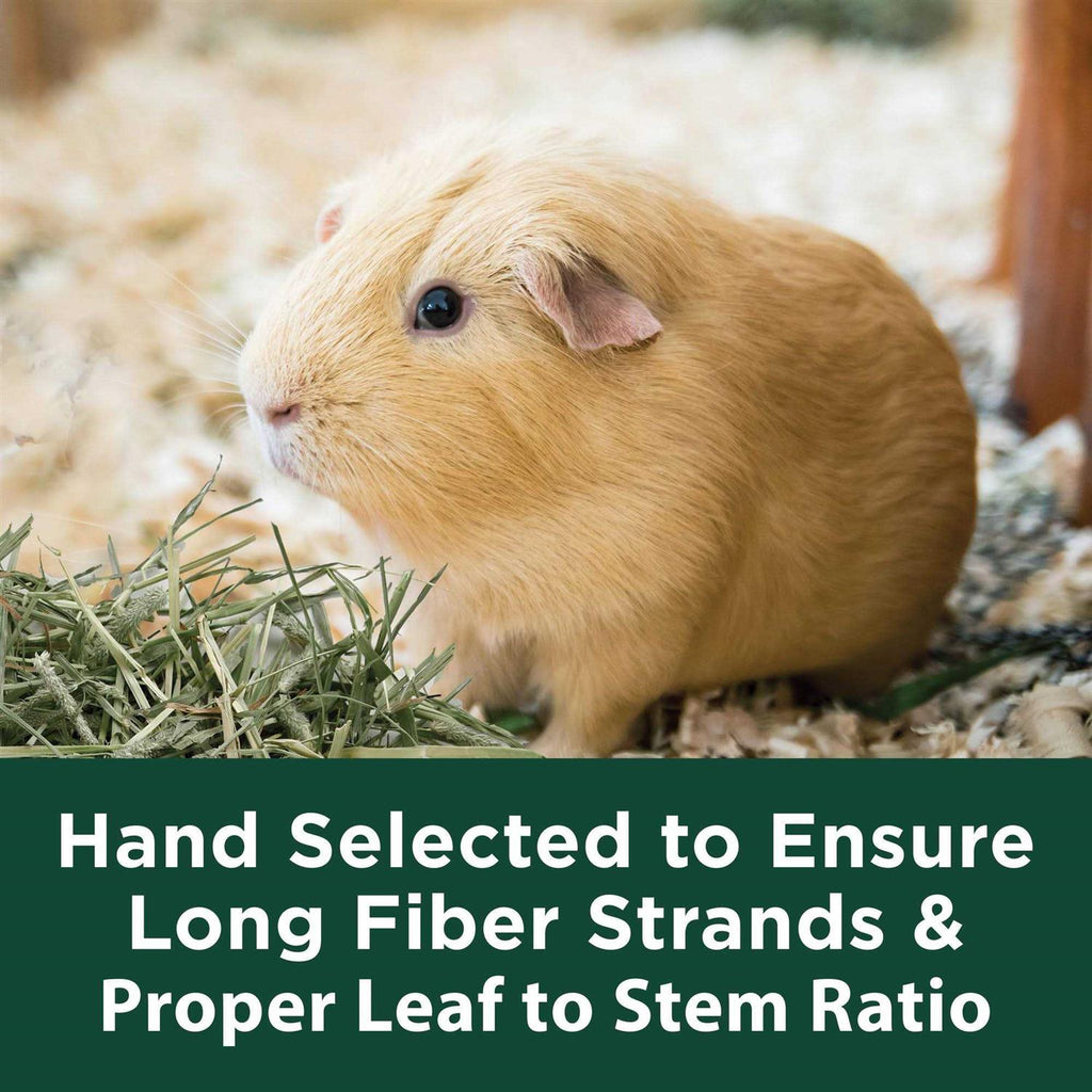 Timothy Hay for Small Animals Z141398