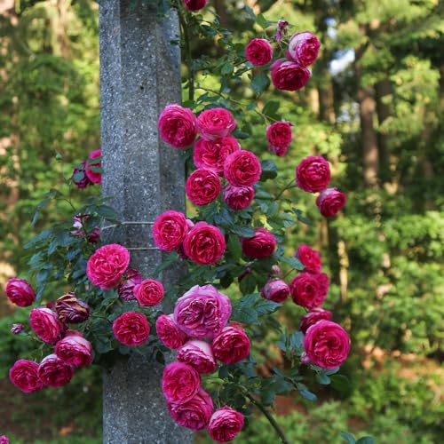 Climbing Rose Q967530