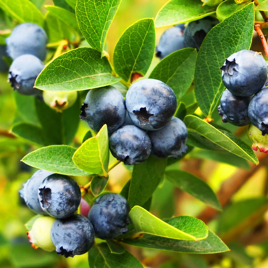 2.5 Gallon Rabbiteye Blueberry Bush J85875