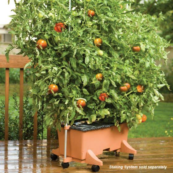 Ready-To-Grow Kit U556