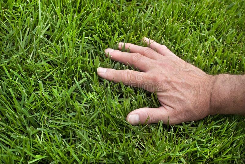 Tall-Fescue 50 LB Bag of Seed E852