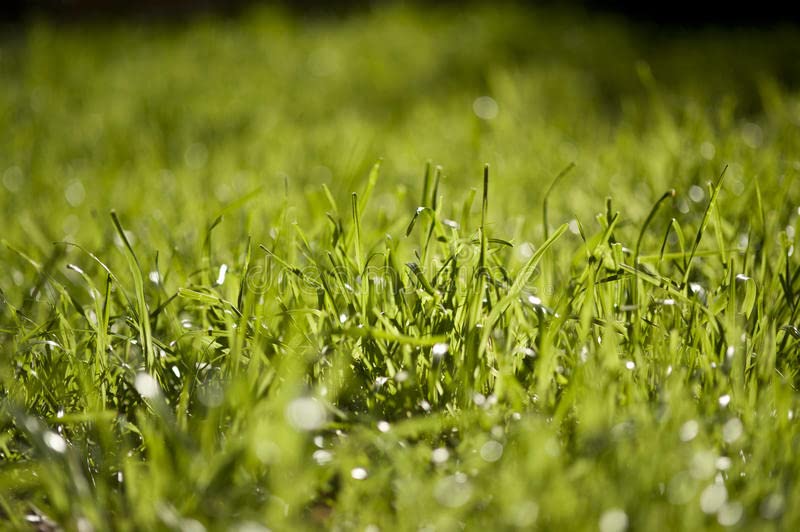 Tall-Fescue 50 LB Bag of Seed E852