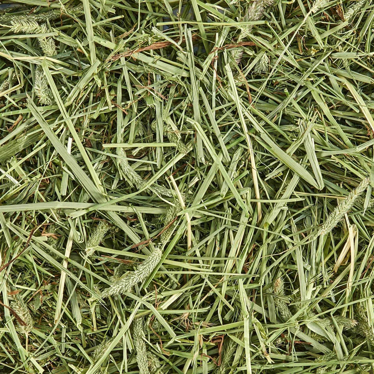 Timothy Hay for Small Animals Z141398