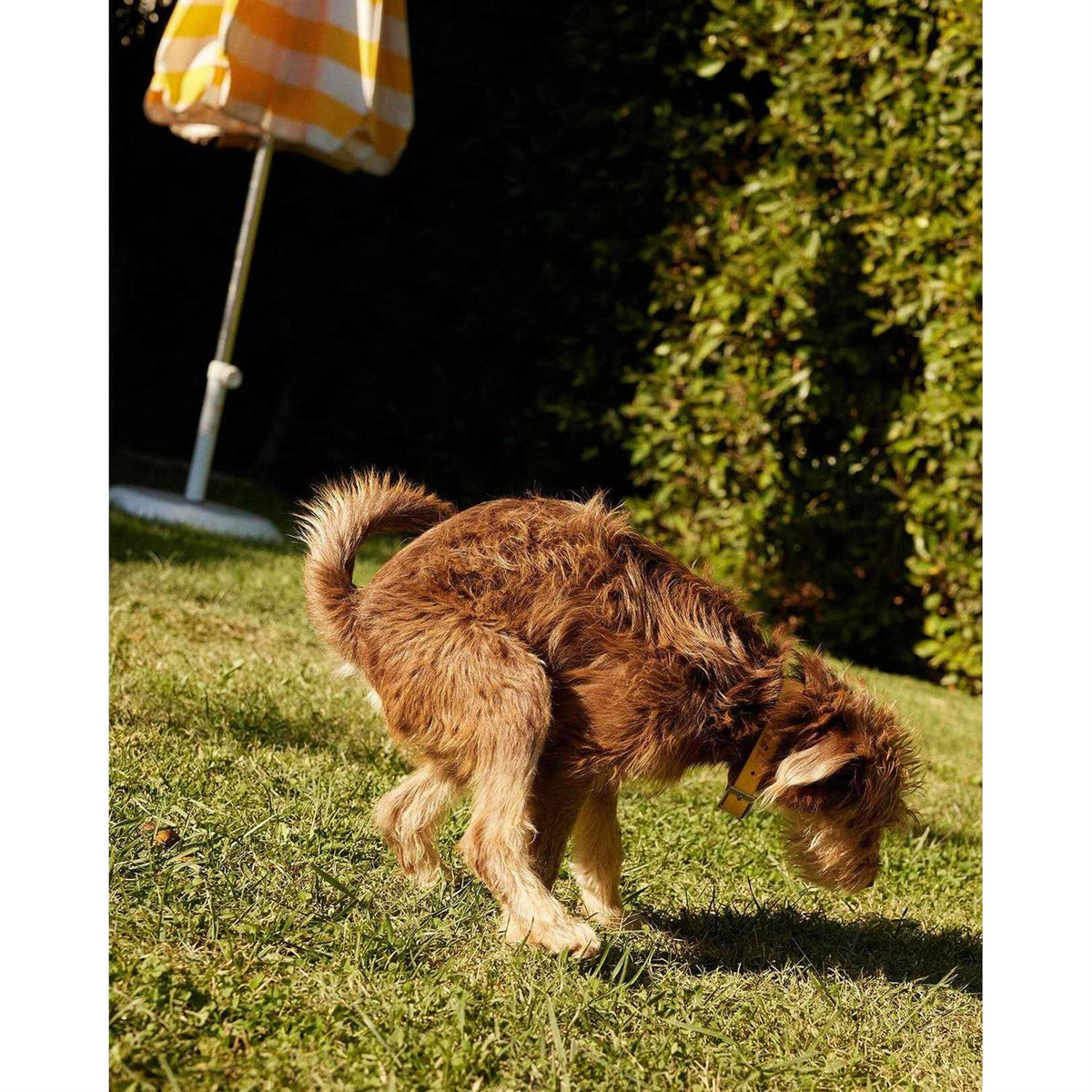 Probiotic Powder Supplement for Dogs I949179