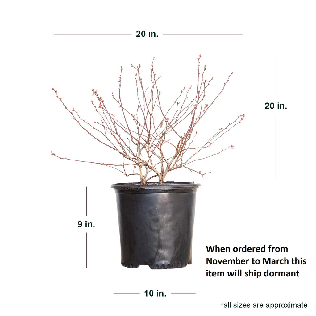 2.5 Gallon Rabbiteye Blueberry Bush J85875