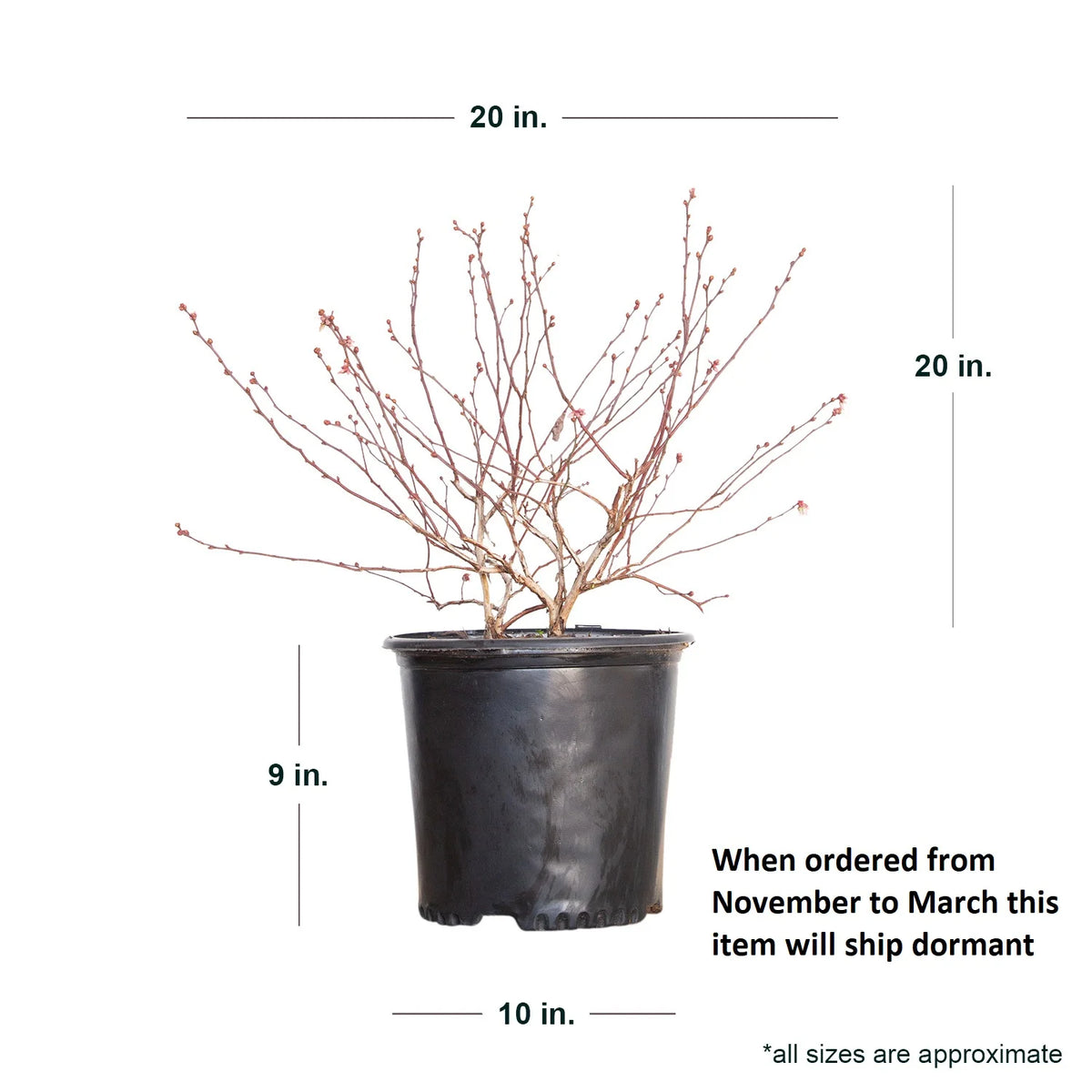 2.5 Gallon Rabbiteye Blueberry Bush J85875