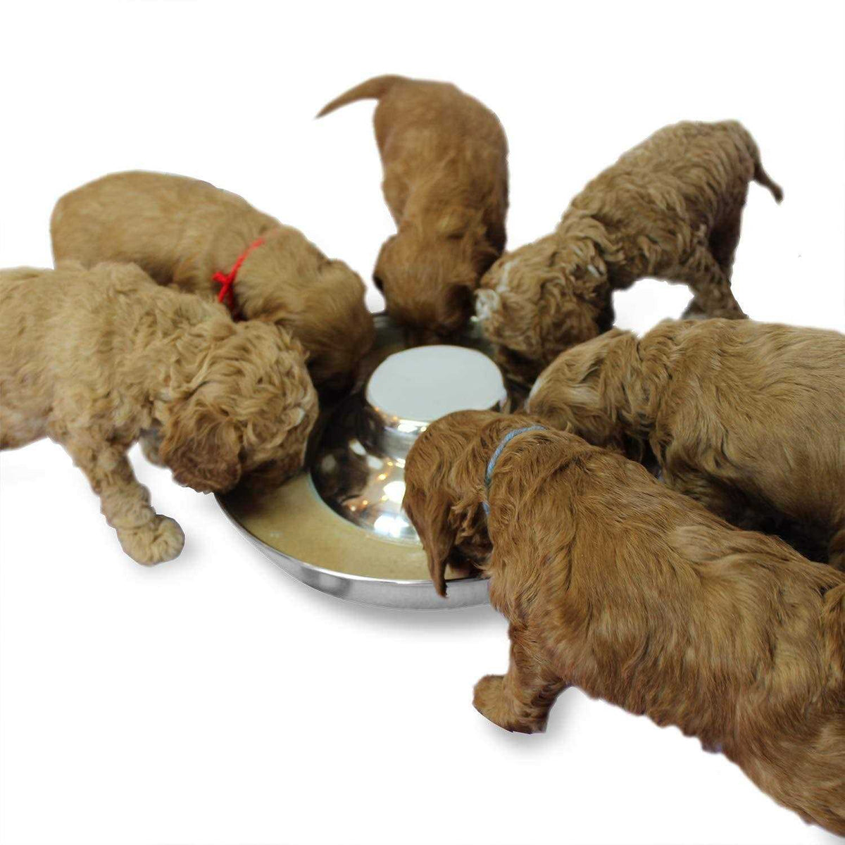 Stainless Steel Puppy Feeding Food and Water Bowls B76285