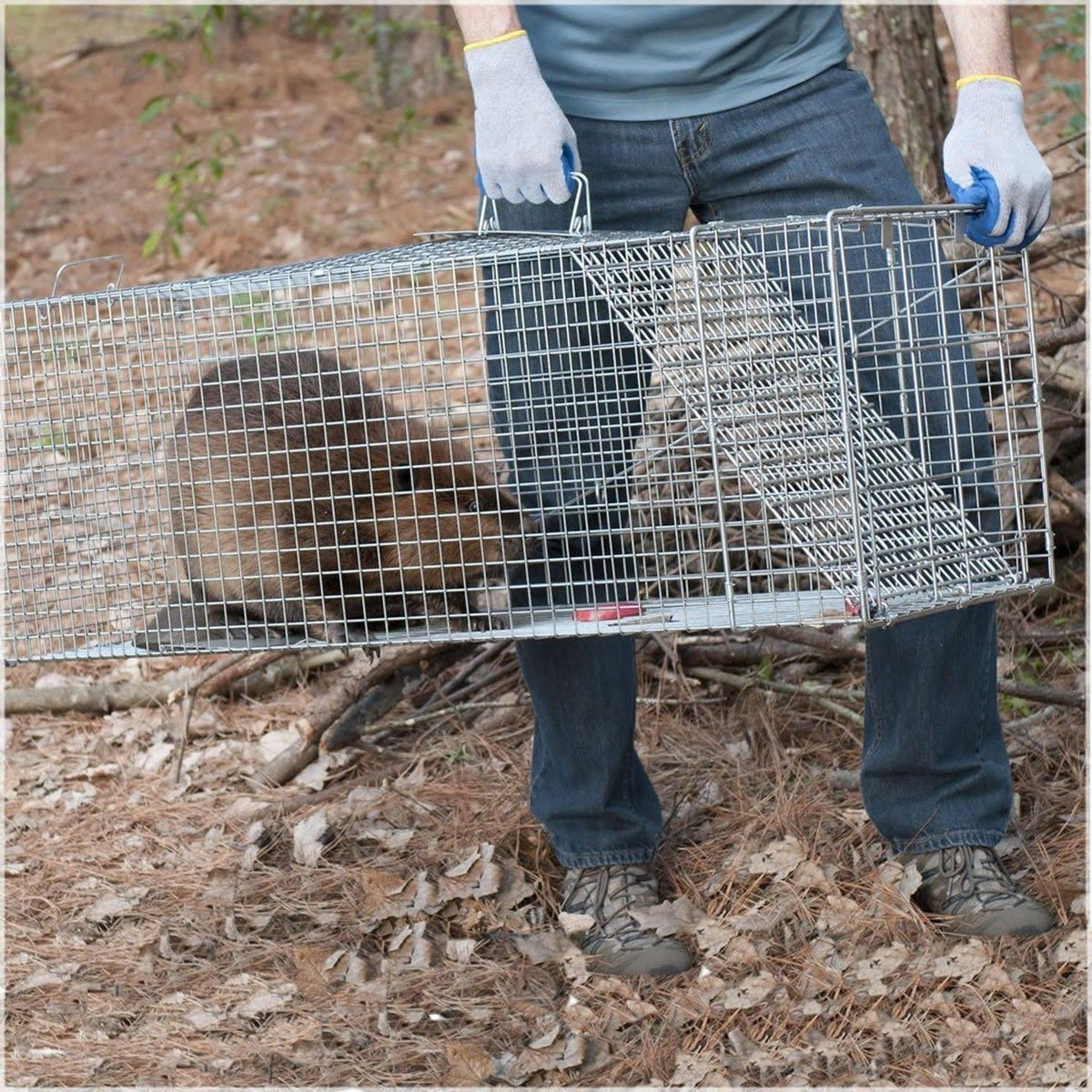 Large One-Door Cage Trap K16017