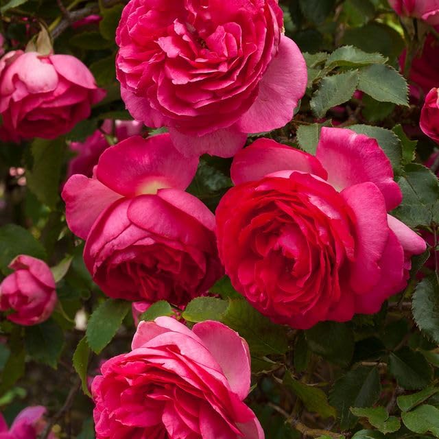Climbing Rose Q967530