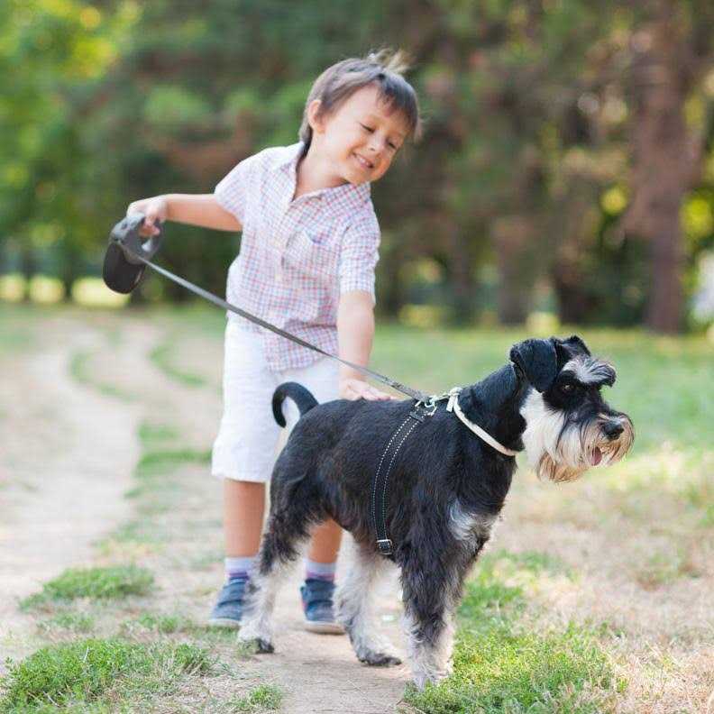 Retractable Dog Leash N923247