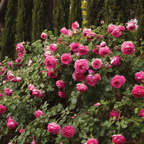 Climbing Rose Q967530
