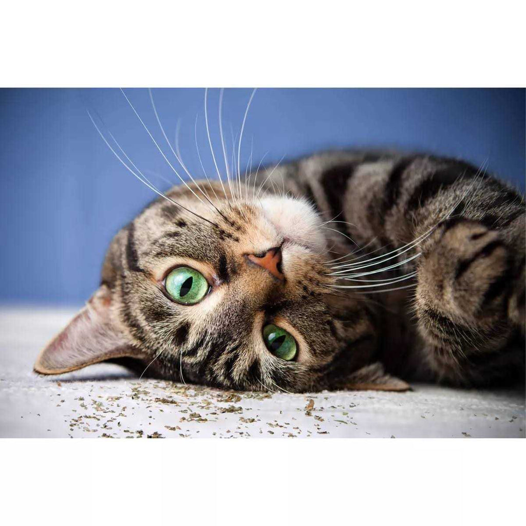 Catnip with Silvervine T9853