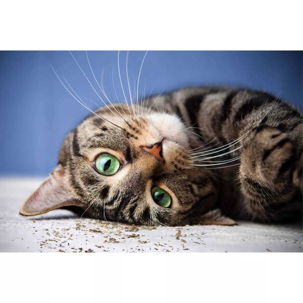 Catnip with Silvervine T9853