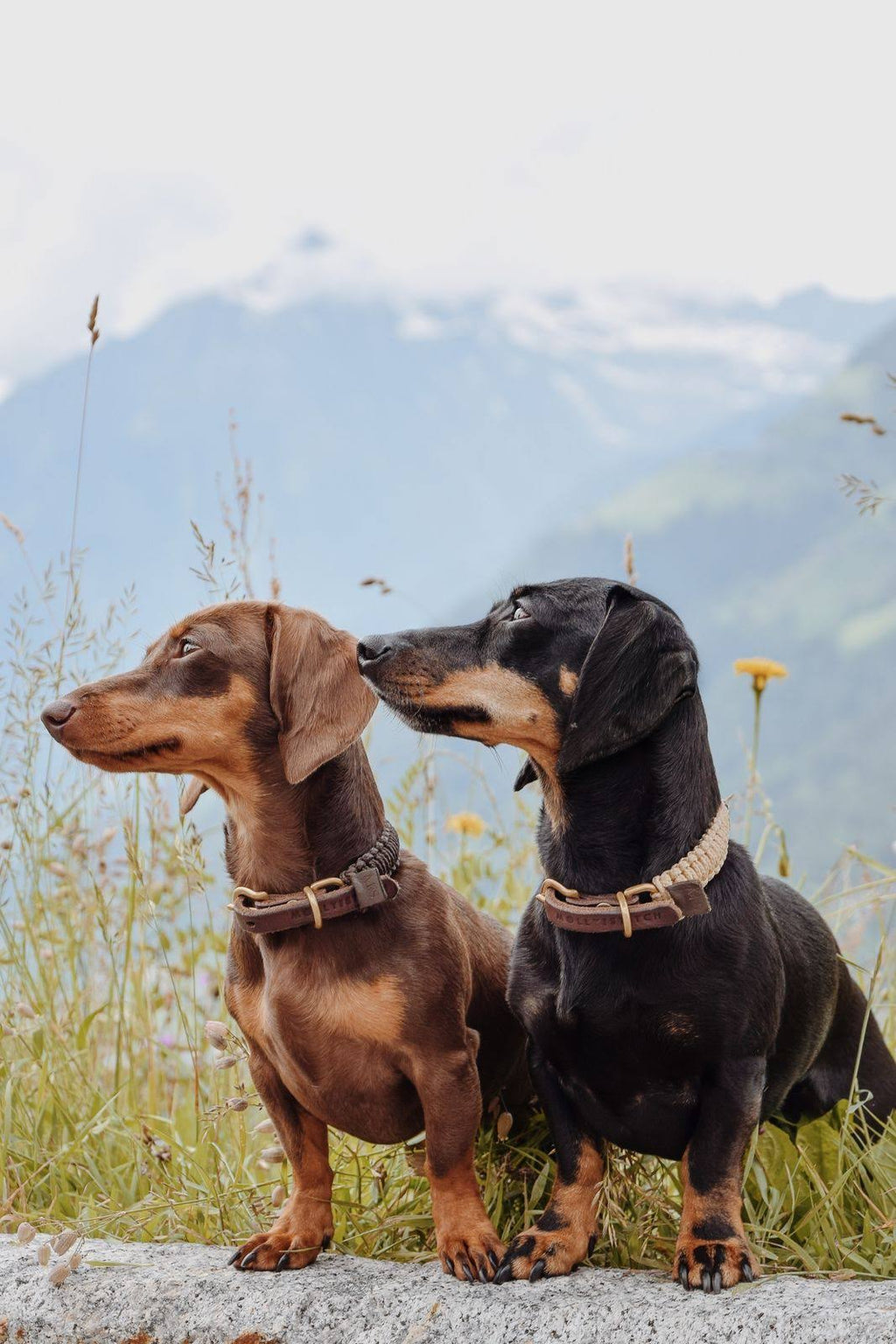 Leather Dog Collar L892791