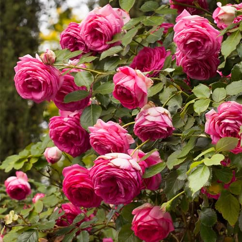 Climbing Rose Q967530