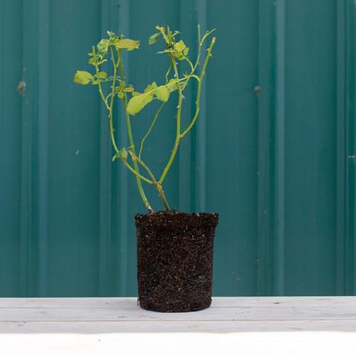 Climbing Rose Q967530