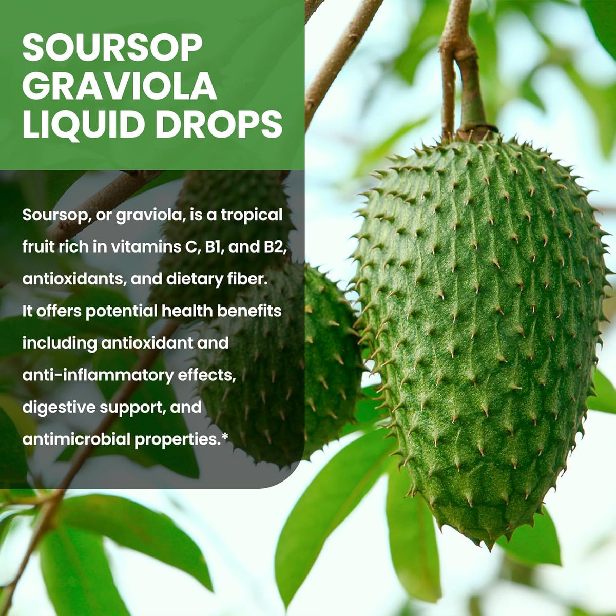 Soursop Graviola Liquid Drops 1500mg with Green Tea, Black Seed Oil, Turmeric, Natural-B Flavor 2 Fl Oz B34752