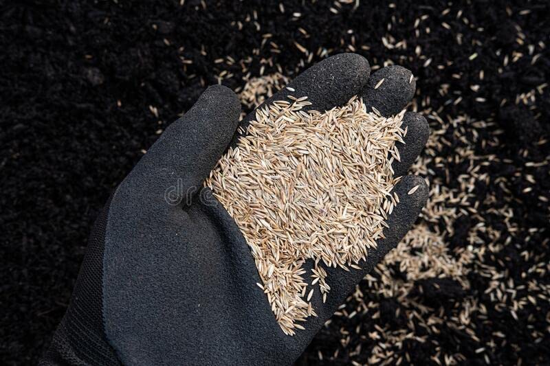 Tall-Fescue 50 LB Bag of Seed E852
