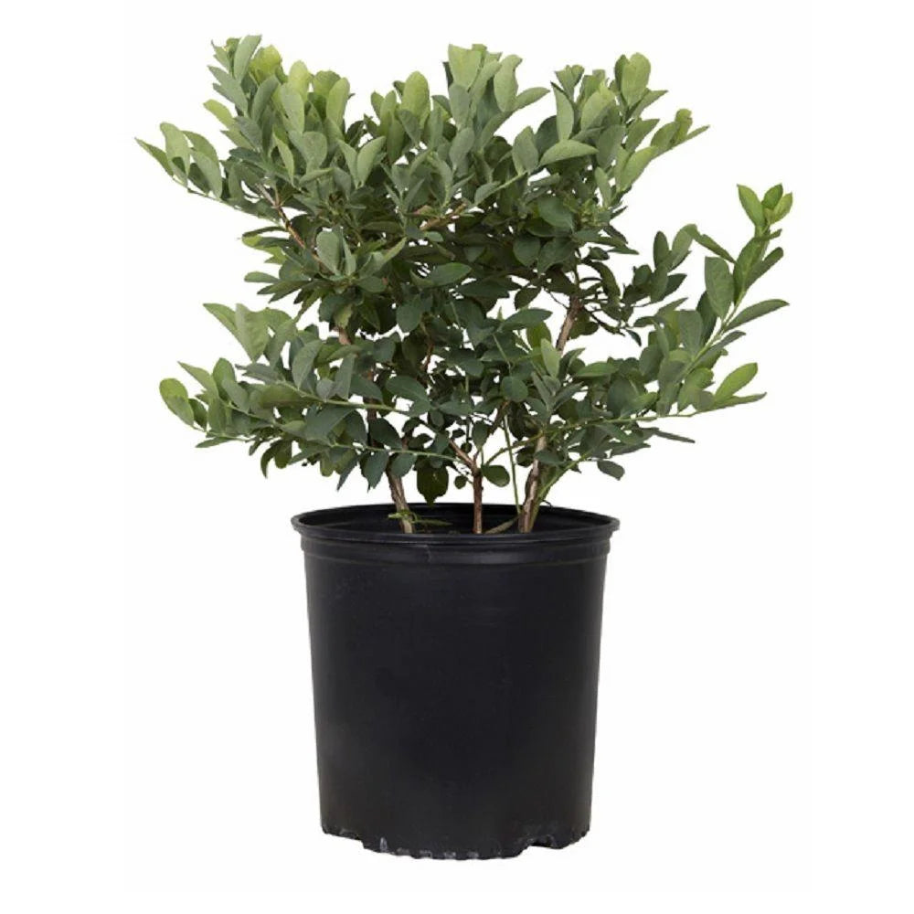 2.5 Gallon Rabbiteye Blueberry Bush J85875