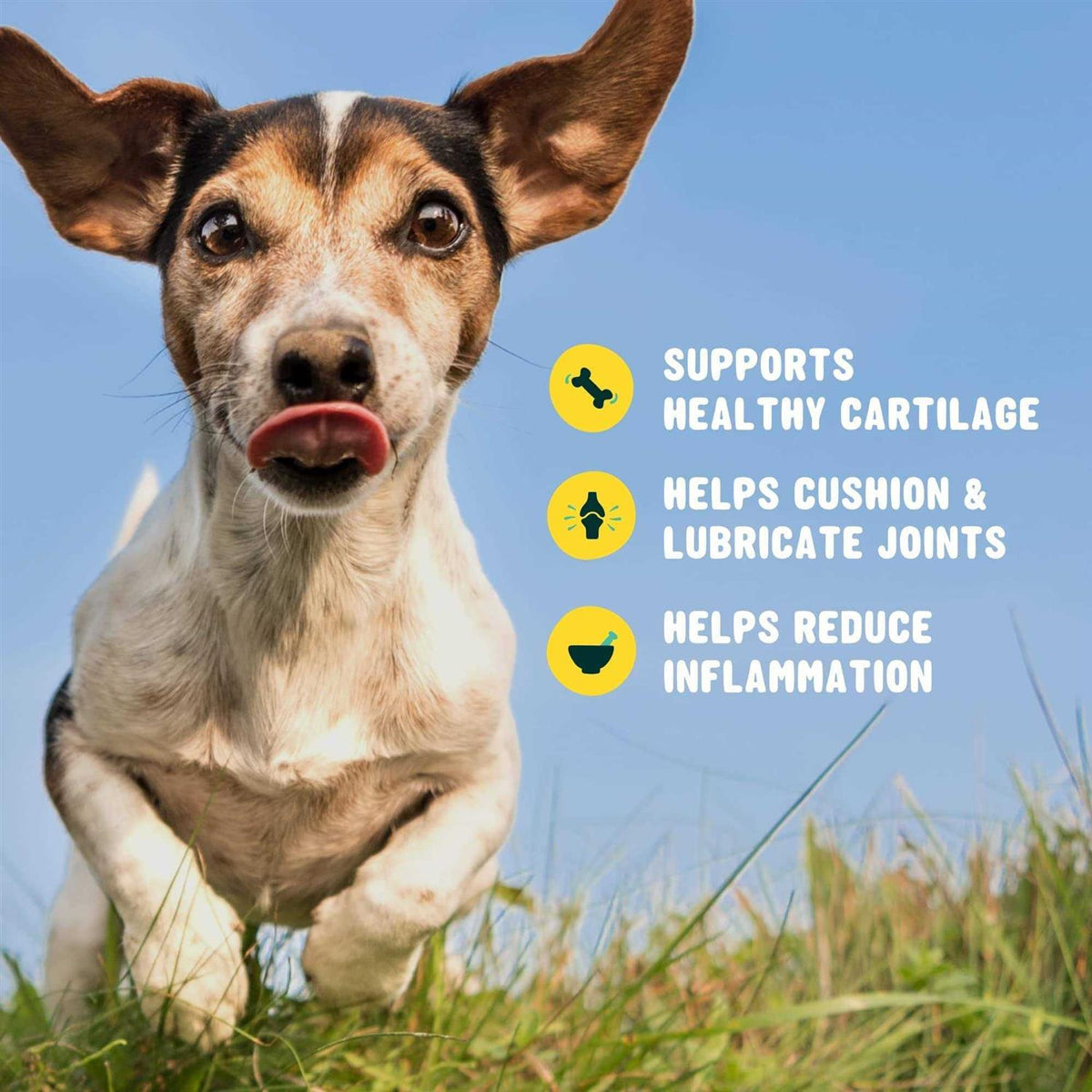 Glucosamine for Dogs Hip and Joint Supplement with Chondroitin D951