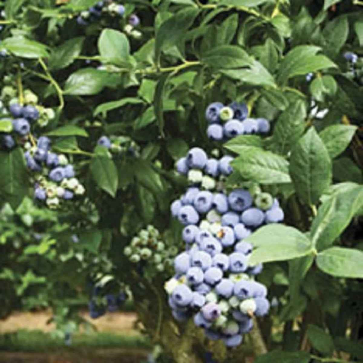 2.5 Gallon Rabbiteye Blueberry Bush J85875